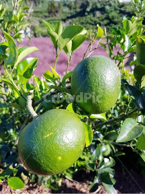 귤,식물,과일,tangerine,plant,fruit