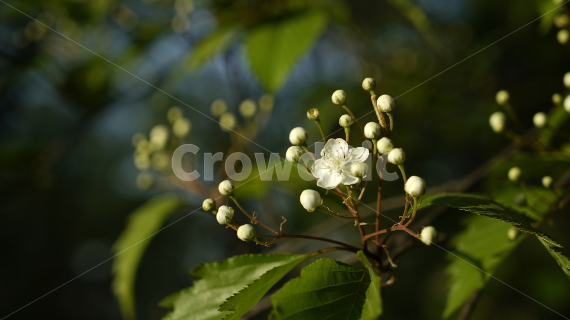 꽃,자연,풀립,초록,예쁜,식물,자연,plants,nature,꽃,flower