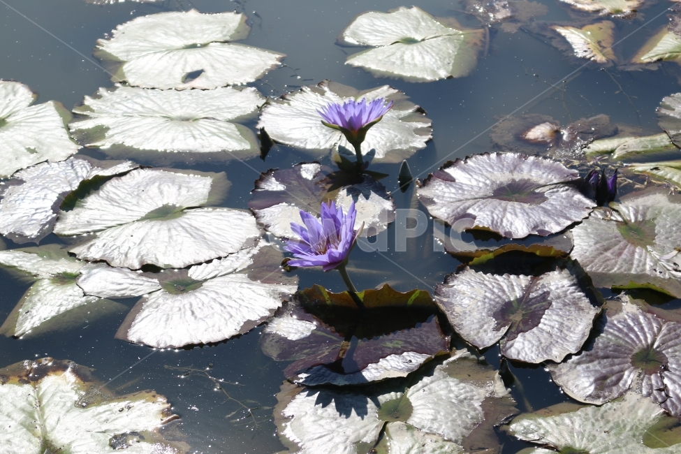 자연,보라색,꽃,연꽃,연못,식물,자연,plants,nature,꽃,flower