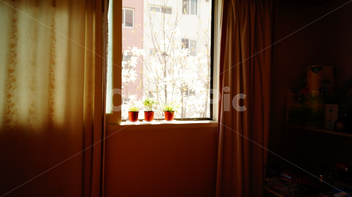 다육이,햇빛,목련,식물,창문,집,커튼,분위기,식물,자연,plants,nature,꽃,flower,실내용화초,화분,화초,house plant