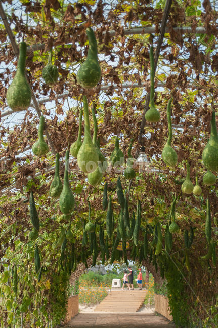 조롱박,박,정원,덩굴,주렁주렁,초록,넝쿨,호박잎,식물,자연,plants,nature,과일,열매,fruit