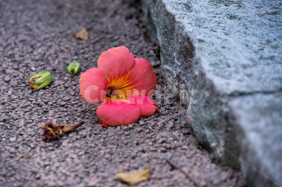 능소화,여름,summer,fflower,꽃,식물,plants,자연,nature,감성