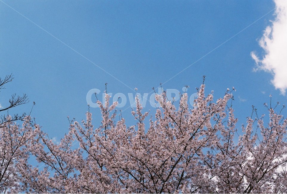 하늘,필름사진,벚꽃,봄하늘,감성사진,봄,계절,spring,season,식물,자연,plants,nature,꽃,flower,감성,sensible,feeling,plant,blossom