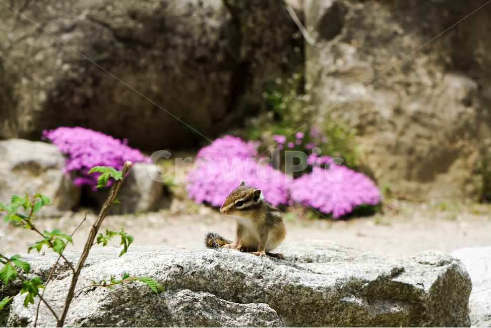 다람쥐,바위,꽃,분홍,나무,녹색,자연,야외,귀여운,동물,설치류,무늬,squirrel,rock,stone,flower,pink,tree,green,nature,outdoor,animal,mammal,pattern,예쁜,아름다운,봄,여름,pretty,beautiful,spring,summer,동물,animal