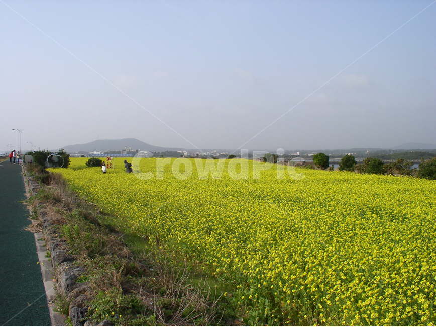 제주도풍경,제주도해안풍경,제주도유채꽃,koreajejuislandlandscape,koreainternationalroad,koreainternationalcapitalollehroad