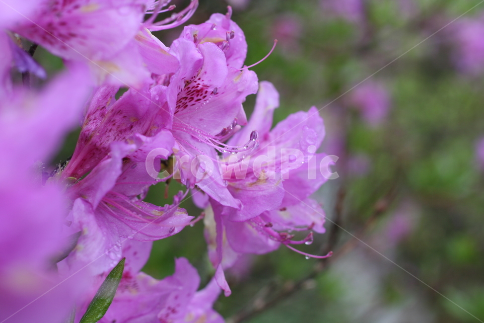 봄,비,봄비,철쭉,사랑의기쁨,봄,계절,spring,season,식물,자연,plants,nature,꽃,flower,plant,blossom,geranium,제라늄