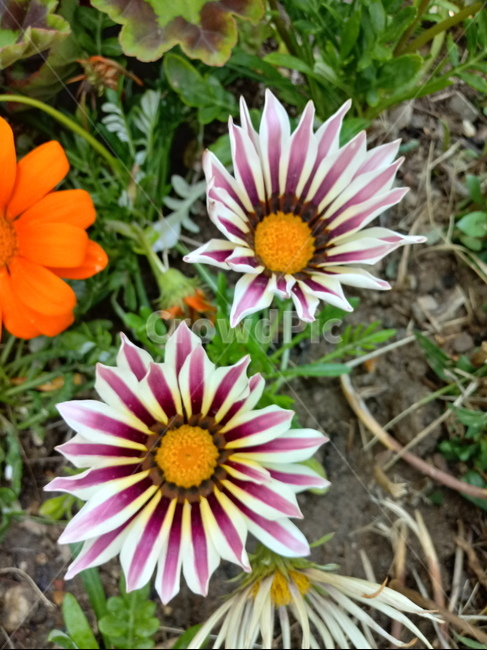 가자니아,gazania,국화과,꽃,식물,보물꽃