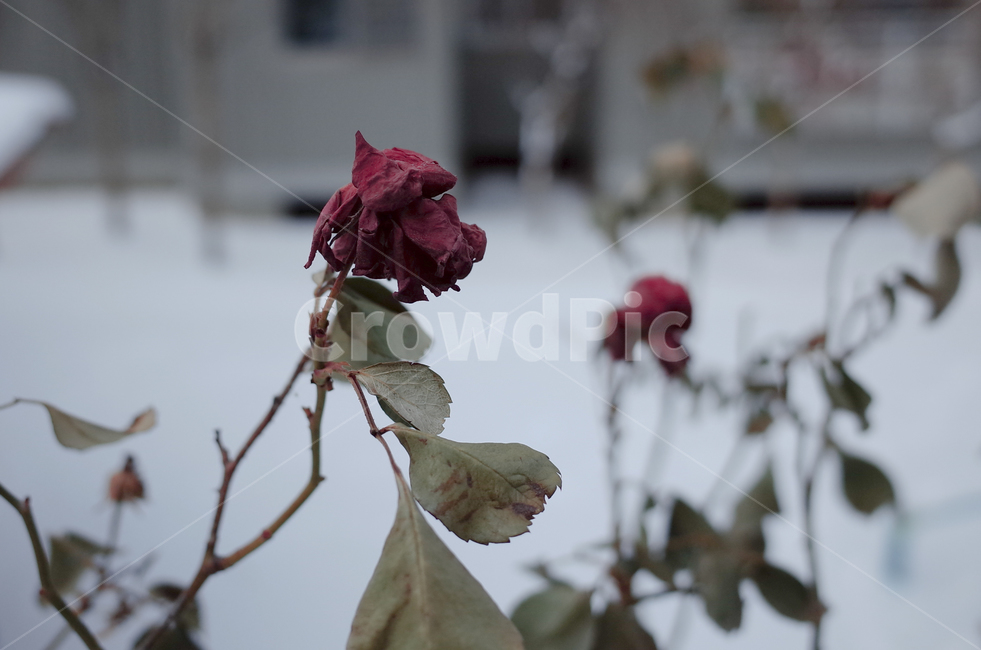 겨울,장미,마른장미,눈,첫눈,겨울감성,winter,snow,rose,겨울,계절,winter,season,식물,자연,plants,nature,꽃,flower