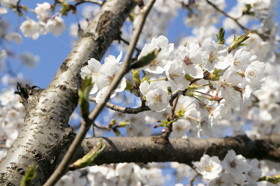plant,식물,flower,blossom,꽃,봄,벚꽃