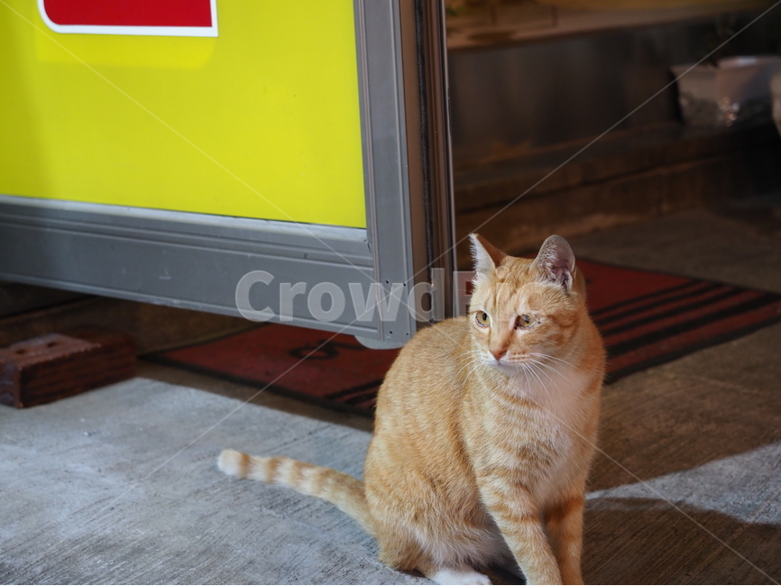 고양이,길냥이,cat,동물,스냅,동물,animal,포유류,mammal,고양이,cat,kitten,kitty