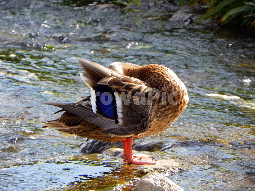 오리,조류,동물,부리,날개,깃털,duck,청둥오리