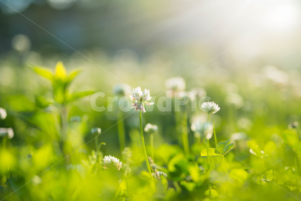 꽃,클로버,행운,노을,저녁,풀밭,flower,식물,자연,plants,nature,꽃,flower,감성,sensible,feeling,휴식,힐링,rest,relaxation,healing