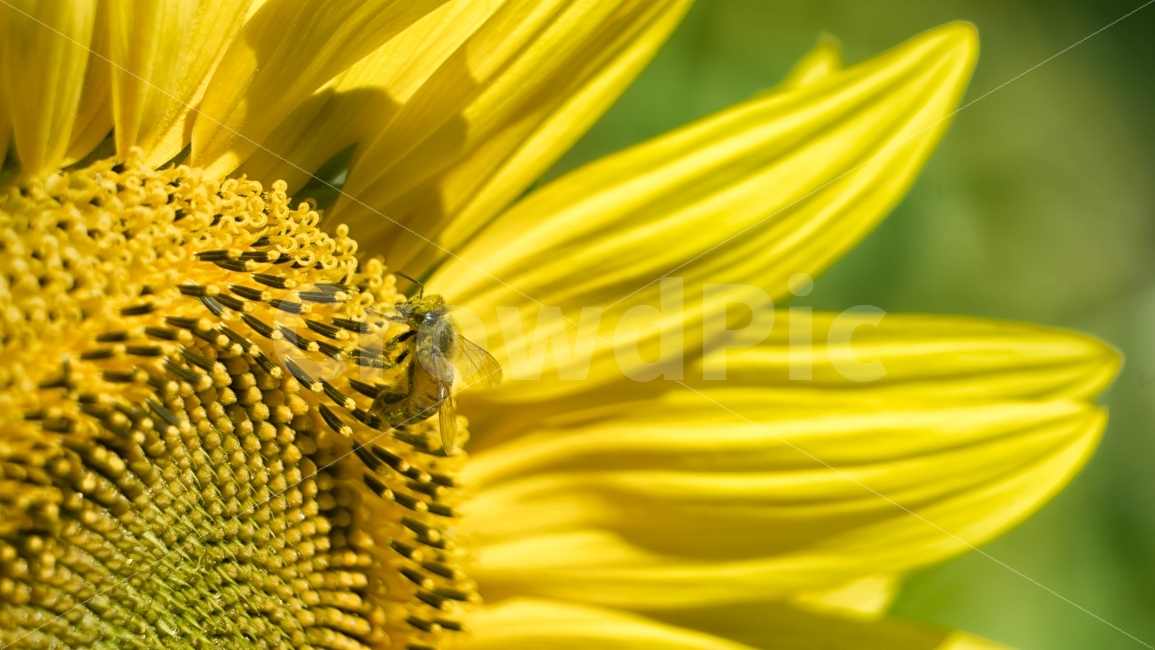 꽃,해바라기,자연,벌,꽃잎,곤충,풀,하늘공원,공원,여름,계절,summer,season,식물,자연,plants,nature,꽃,flower,동물,animal,곤충,벌레,insect,bug,plant,pollen,화분,honey bee,꿀벌,bee,invertebrate,무척추 동물