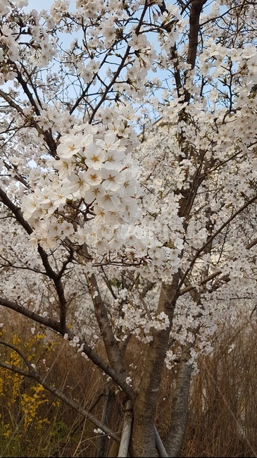 벚꽃,봄,화사한,아름다운,꽃,봄꽃,풍경,나들이,예쁜
