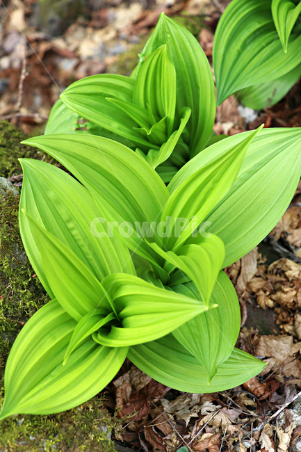 leaf,잎,plant,식물,야생초