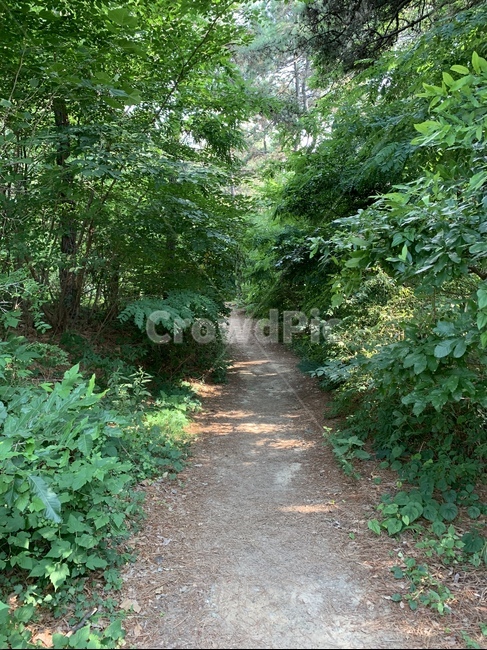 숲,나무,forest,휴식,피톤치드,season