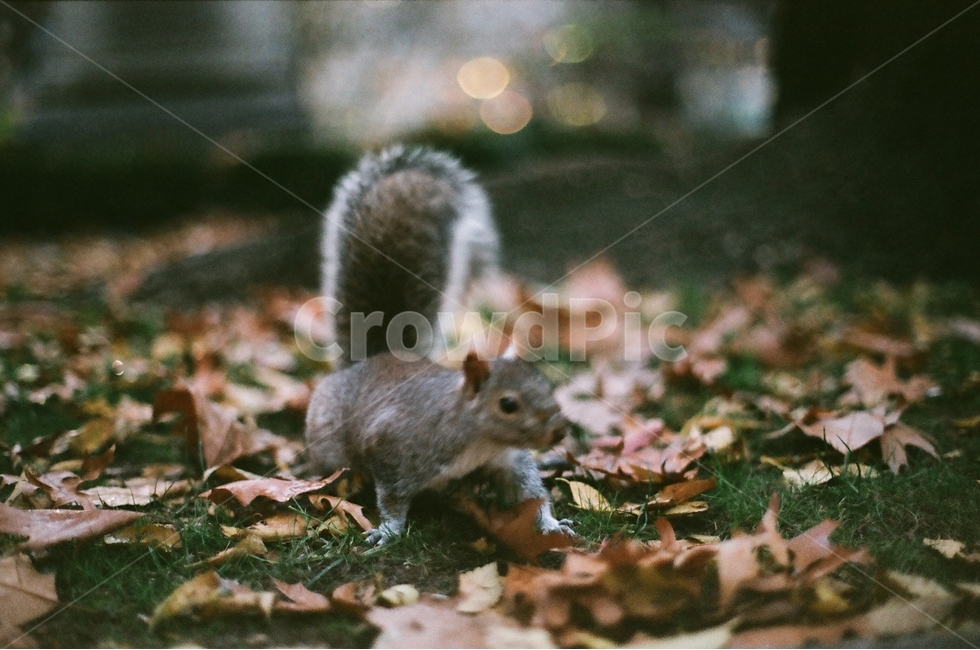 미국,뉴욕,유니온스퀘어,다람쥐,가을,가을,계절,fall,autumn,season,동물,animal,포유류,mammal,감성,sensible,feeling