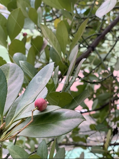 열매,산수유,빨간열매,나뭇잎,나무,식물,자연,plants,nature,과일,열매,fruit