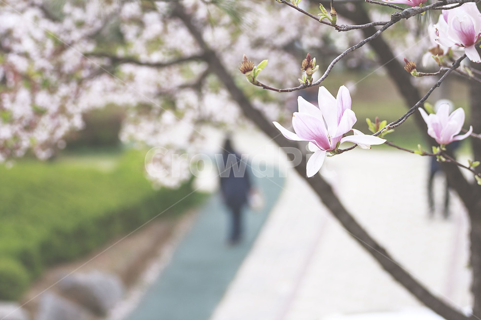봄,spring,꽃,flower,목련,magnolia,벚꽃,cherryblossom,봄,계절,spring,season,식물,자연,plants,nature,꽃,flower,plant,cherry blossom,blossom