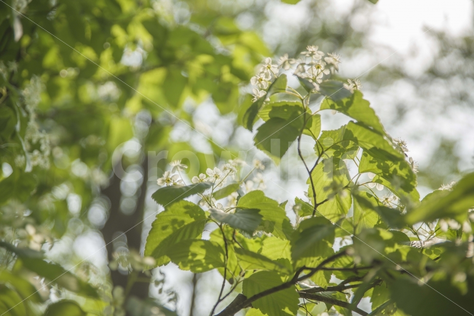 초록,나무,나뭇잎,푸릇푸릇,여름,자연,꽃,식물,자연,plants,nature,꽃,flower