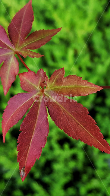 단풍나무,단풍잎,초록,붉은,자연,식물,plants,nature,feeling,계절,숲,나무,힐링