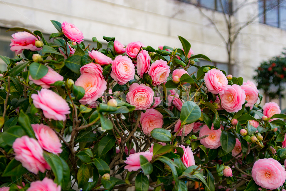 봄,꽃,동백꽃,자연,flower,동백,핑크,pink,색감,나무,꽃나무,봄,계절,spring,season,식물,자연,plants,nature,꽃,flower,plant,blossom,rose,장미