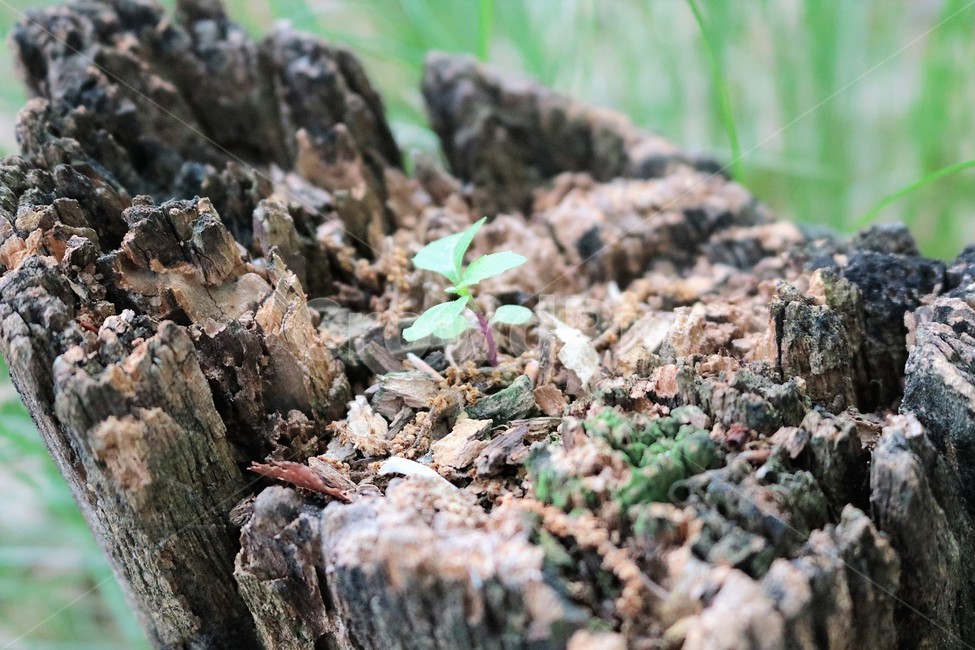 그루터기,죽음,탄생,새싹,나무,어린잎,식물,자연,plants,nature