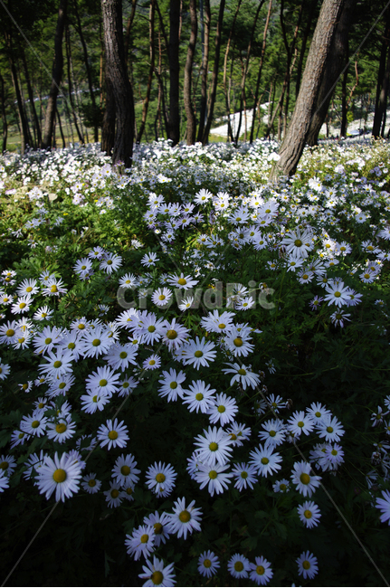 나무,숲,구절초,꽃,풍경,식물,flower,plant