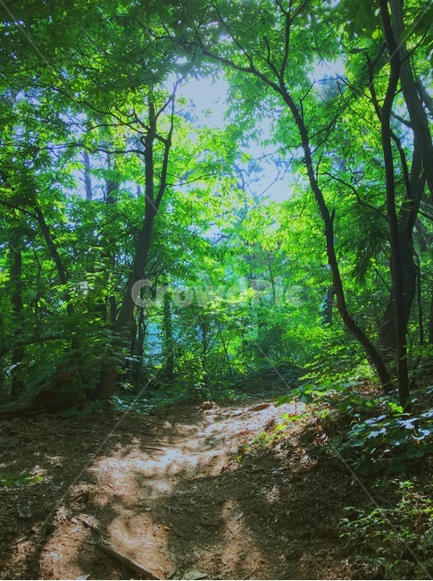 몽환,숲속,나무,자연,숲,초록,힐링,휴식,여행,그리움,식물,울창한,길,탐험,산