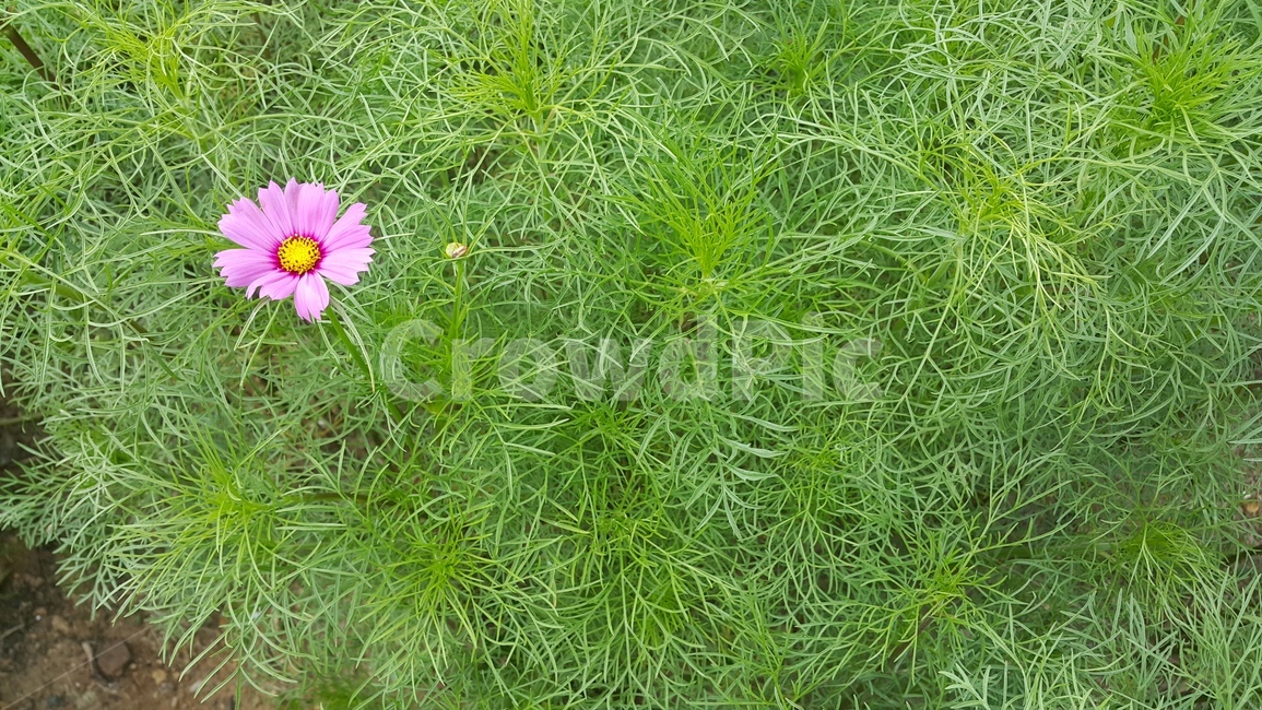 가을,코스모스,꽃,초록,flower,계절,접사,식물,자연,plants,nature