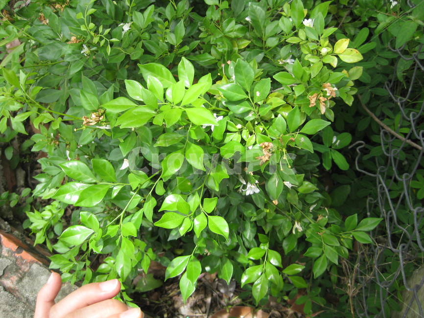 동남아,plant,식물,flower,자스민,자스민꽃,꽃,jasmine