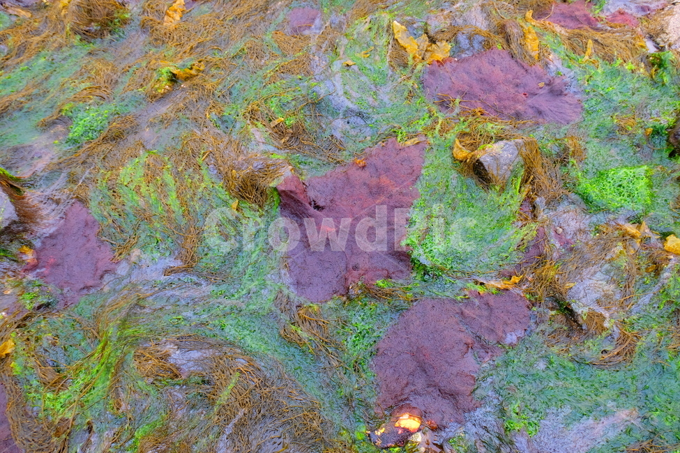 바다,해초,색감,식물,sea,seeweed,plant