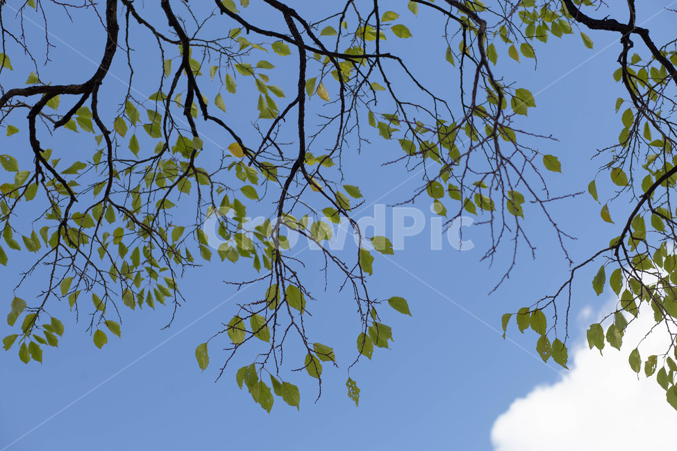 하늘,구름,나뭇잎,가을,백그라운드,nature,자연,옥외,outdoors,planr,나무,식물,leaf,잎