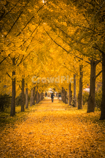 tree,leaf,road,ginkgo tree road,plant,maple,Garosugil,ginkgo,ginkgo tree,autumn,ginkgo leaf