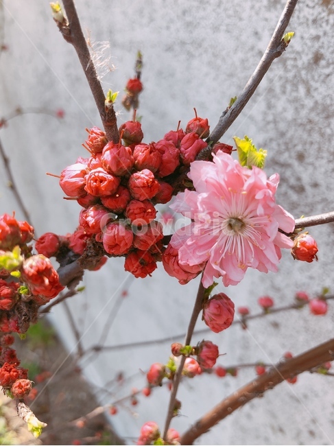 매화,plant,식물,꽃,봄시작,봄,장미과,봉우리,나무,계절,꽃송이,색상,빨강,핑크,나뭇가지,들꽃,힐링,산책,자연속,자연
