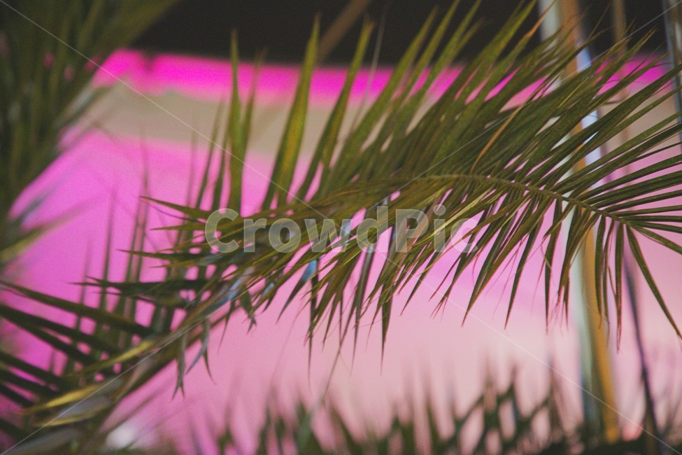 감성,열대,tropical,pink,분홍색,여름,summer,식물,plant,식물,자연,plants,nature