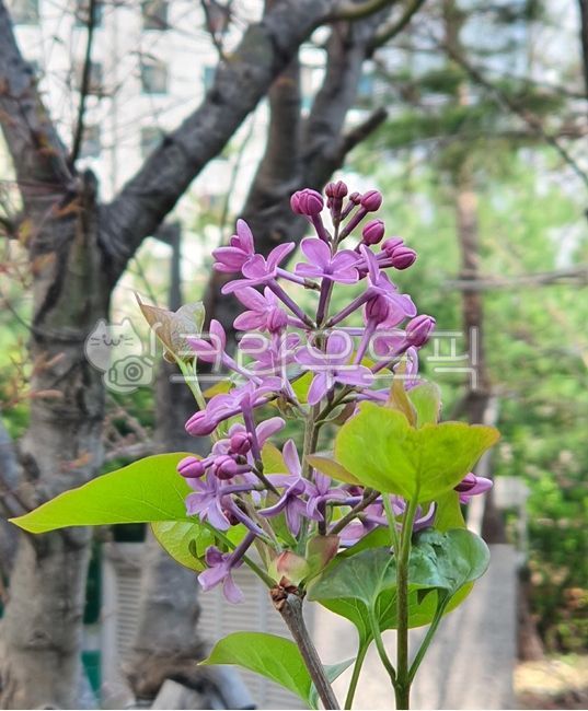 라일락,연보라,꽃,라일락꽃,보라색,보라,5월의꽃