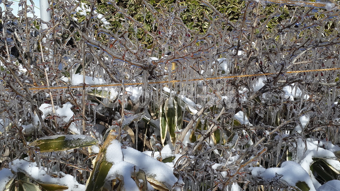 그드름,제주도,한라산,대나무잎,끈,등산,흰눈,icicle,rope,hallasanmountain,tree,얼음,겨울,나무,가시,투명,반사,겨울,계절,winter,season