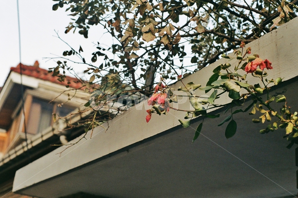 꽃,식물,가을,flower,fall,필름사진,아날로그,빈티지,film,analog,vintage,식물,자연,plants,nature,꽃,flower
