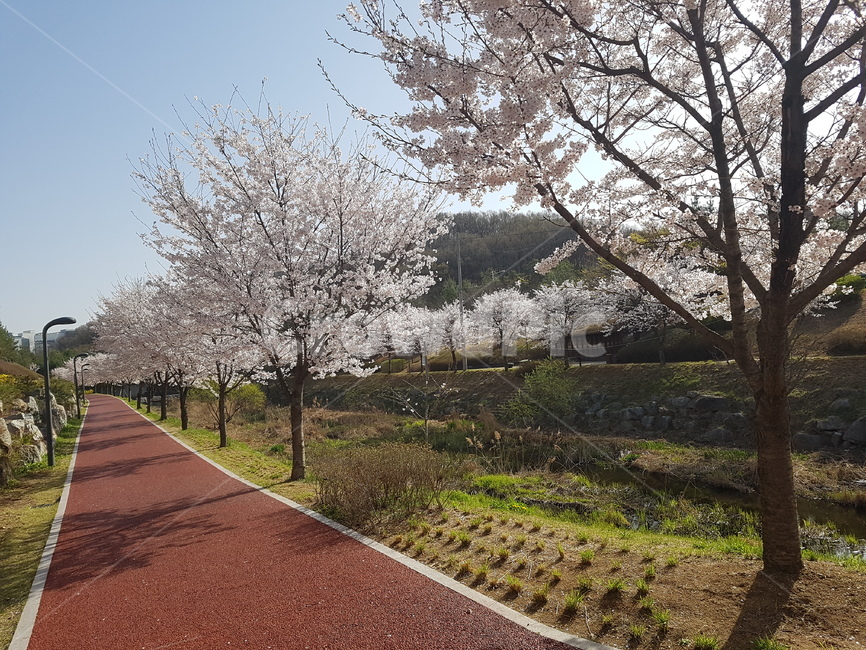 봄,벚나무,산책,공원,벚꽃