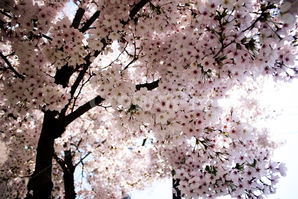 plant,식물,blossom,벚꽃,꽃,flower