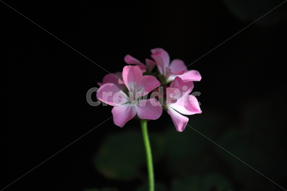 제라늄,천축규,향엽,꽃,geranium