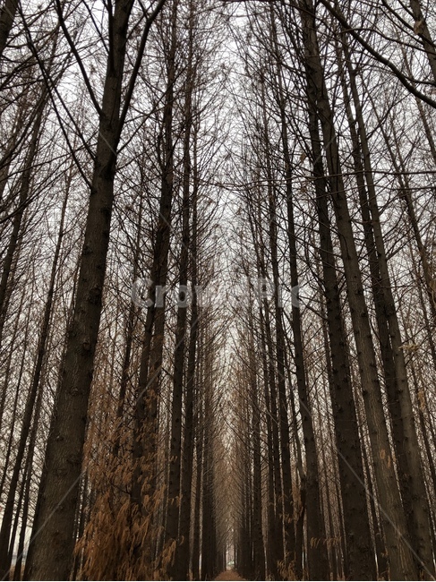 숲,메타세콰이어,나무,숲길,겨울숲,하늘나무,자연,풍경,nature,landscape,한국자연풍경,한국자연경관,korea nature landscape,식물,plants,나무,trees,wood,tree,plant,vegetation,초목,woodland,삼림지,outdoors,옥외,land,땅,forest
