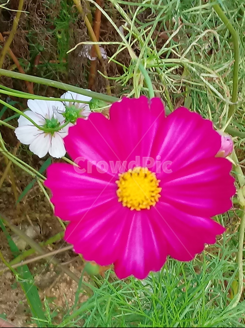 꽃,식물,plant,flower,코스모스,식물,자연,plants,nature,꽃,flower