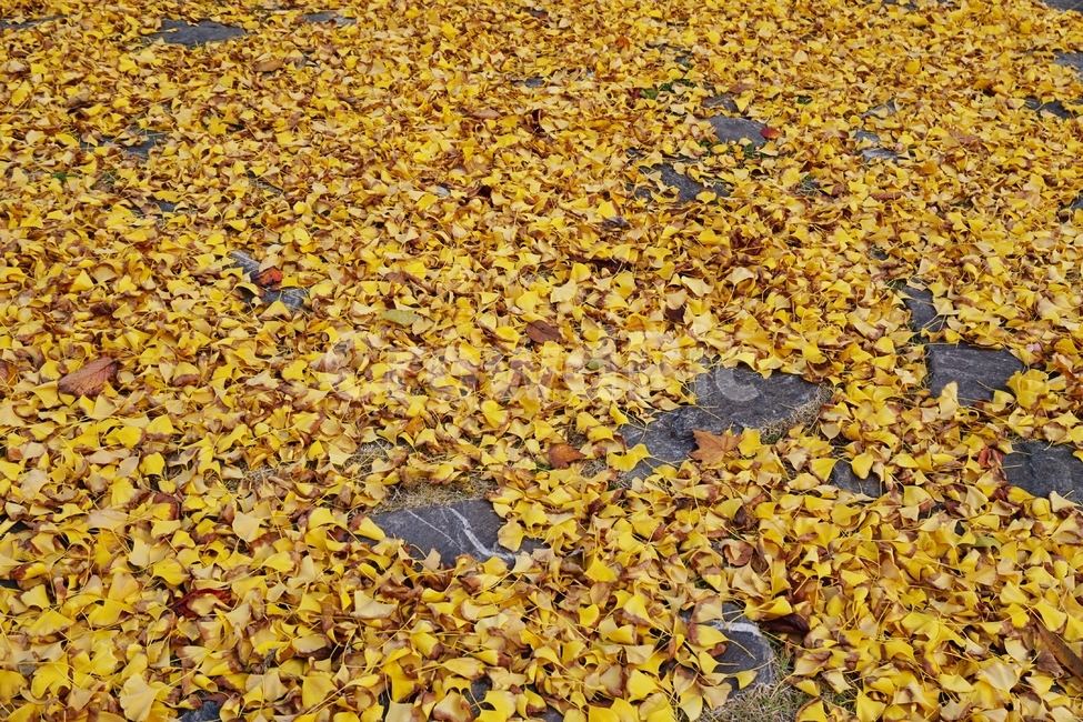 낙엽,가을,은행잎,나뭇잎,yellow,가을,계절,fall,autumn,season,ground,바닥