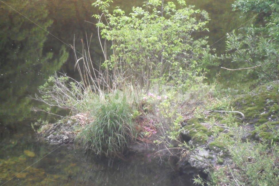 계곡,식물,나무,plants,tree,물,식물,자연,plants,nature