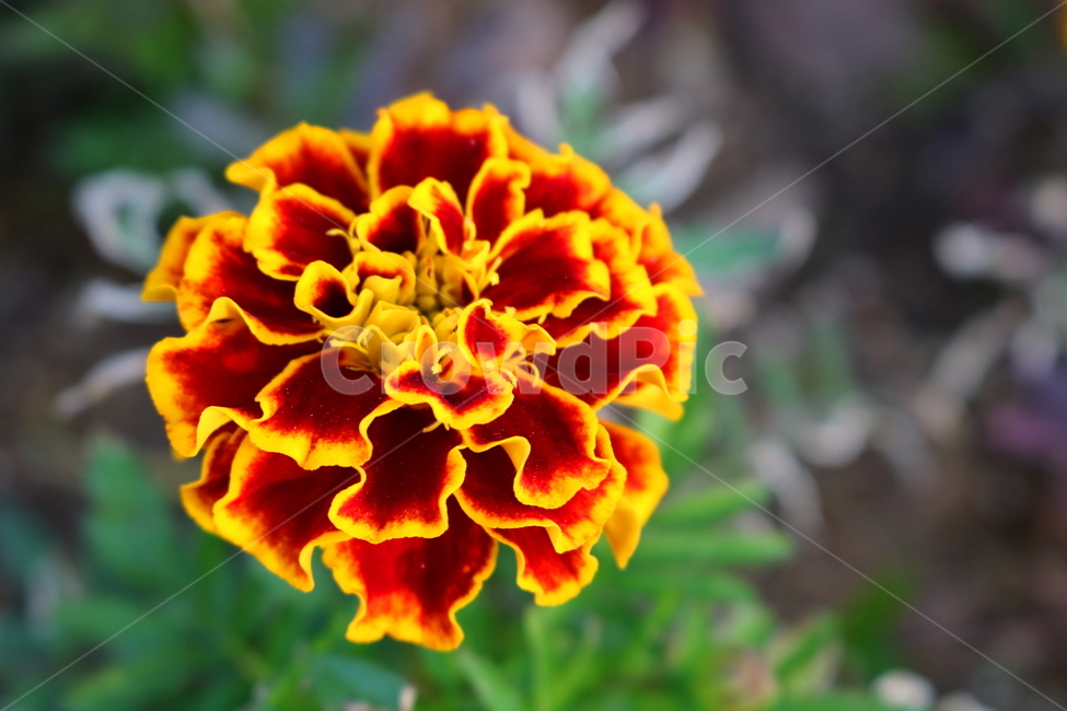 메리골드,메리골드꽃,꽃,식물,국화과,관상용,원예,식물,자연,plants,nature,꽃,flower