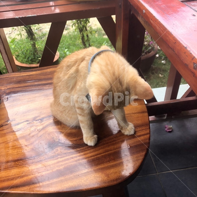 동물,길고양이,고양이,냥무룩,wood,나무,hardwood,동물,animal,포유류,mammal,고양이,cat,kitten,kitty