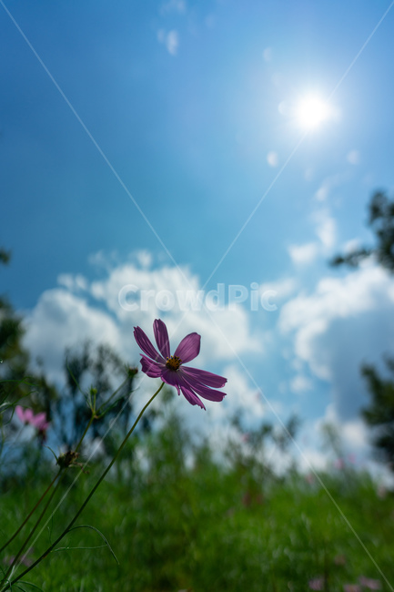 plant,식물,꽃,flower,가을,하늘,파랑,blue,fall,sky,코스모스