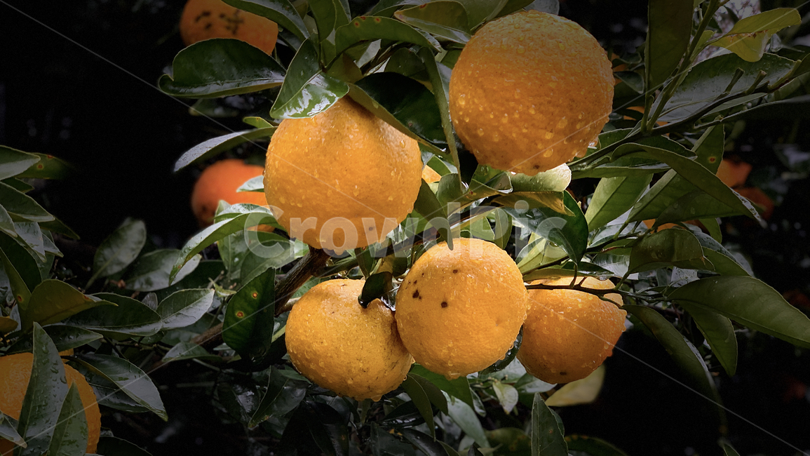 plant,식물,과일,감귤류과일,fruit,밀감,제주,유실수,음식,citrusfruit,과일,열매,fruit